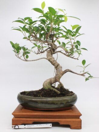 Ficus Retusa