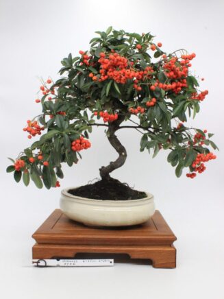 Pyracantha Angustifolia