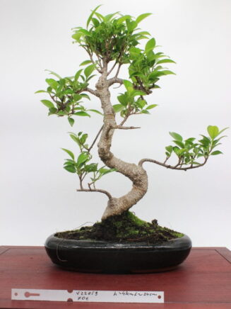 Ficus Retusa