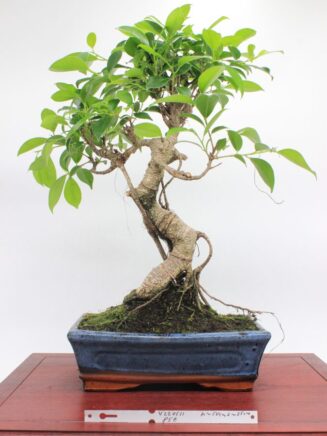 Ficus Retusa