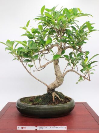 Ficus Retusa