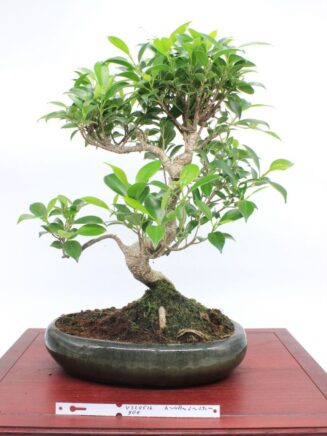 Ficus Retusa