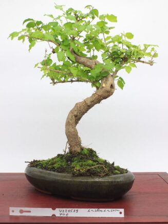 Ligustrum