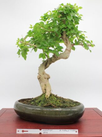 Ligustrum