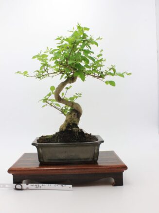 Ligustrum