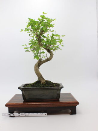 Ligustrum