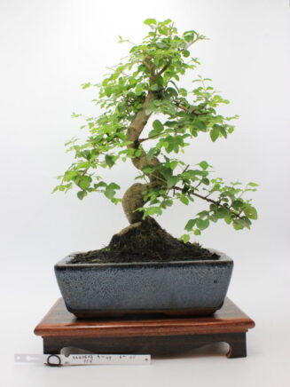 Ligustrum