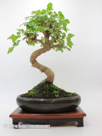 Ligustrum