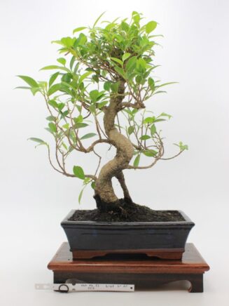 Ficus Retusa