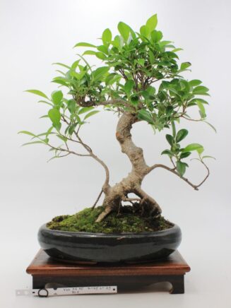 Ficus Retusa