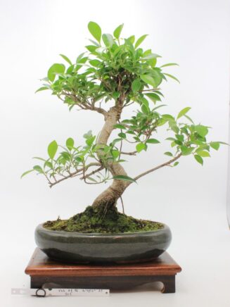 Ficus Retusa