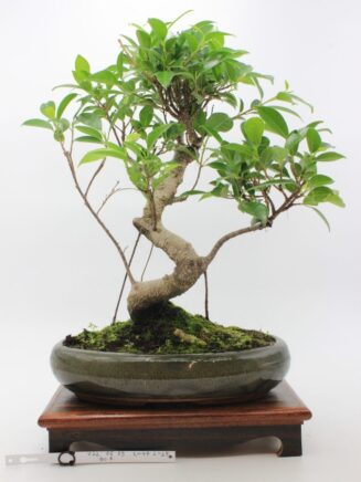 Ficus Retusa