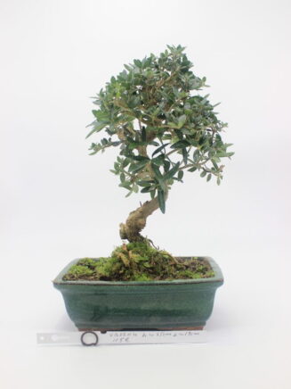 Olea Sylvestris