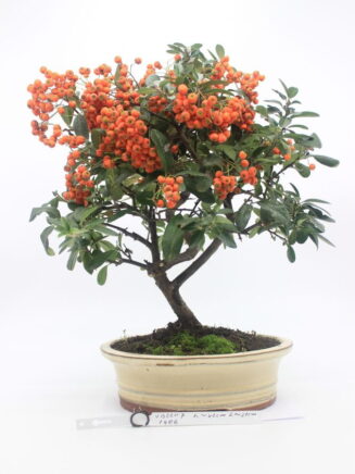 Pyracantha Angustifolia