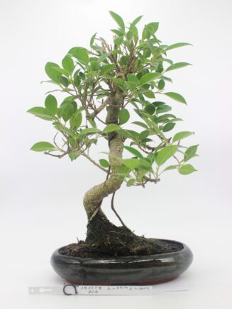 Ficus Retusa