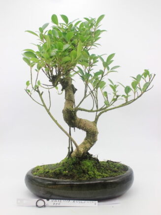 Ficus Retusa