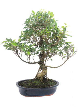 Bonsai medelis Ficus Retusa