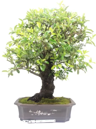 Bonsai dyglainė