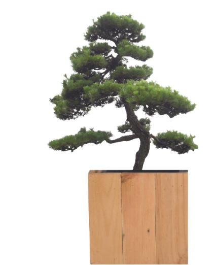 Sodo bonsai medžiai