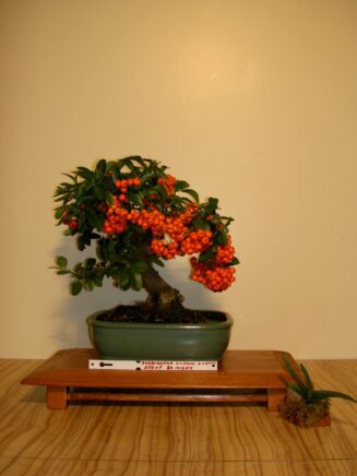 Pyracantha