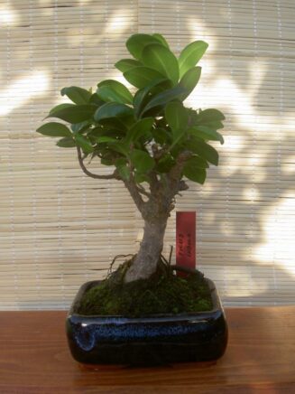 Ficus Indica