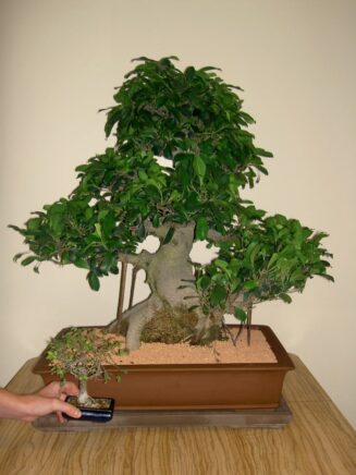 Ficus Retusa - Image 2