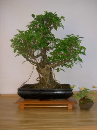 Ficus Retusa