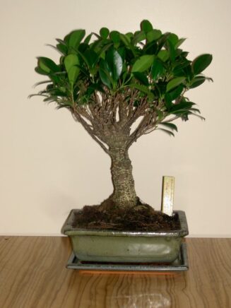 Ficus Retusa