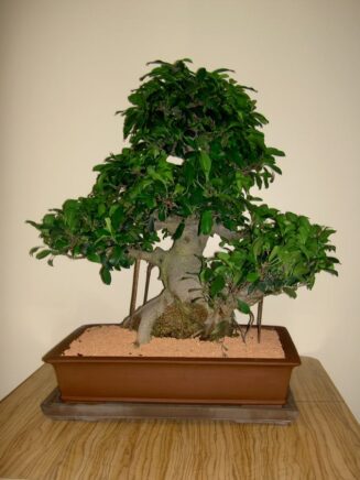 Ficus Retusa