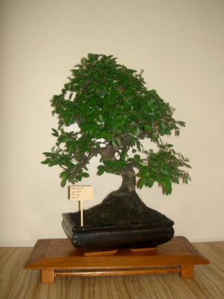 Zelkova Nire