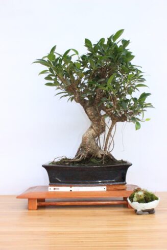 Ficus Retusa