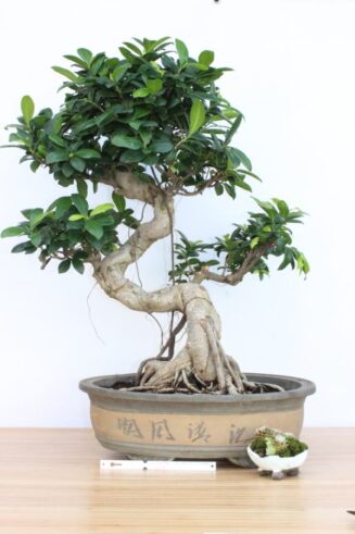 Ficus Indica