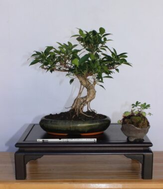 Ficus Retusa