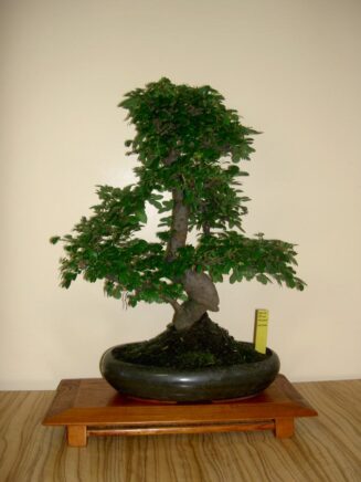 Zelkova Nire