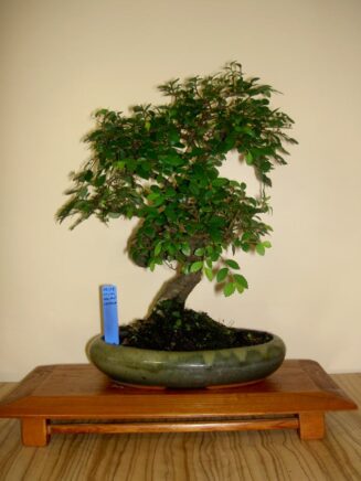 Zelkova Nire