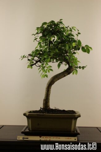 Zelkova Nire