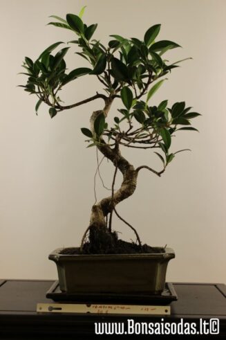 Ficus Retusa