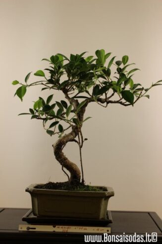 Ficus Retusa