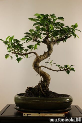 Ficus Retusa