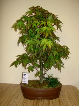 Acer deshojo (Klevas)