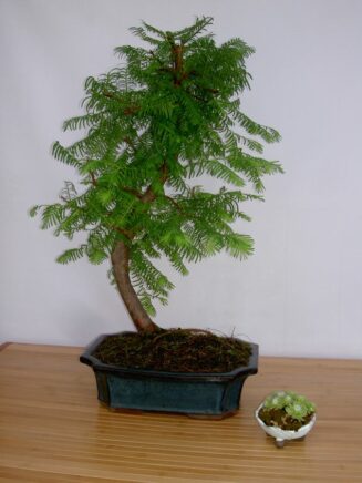 Metasequoia