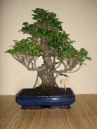 Ficus Retusa