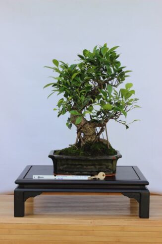 Ficus Retusa