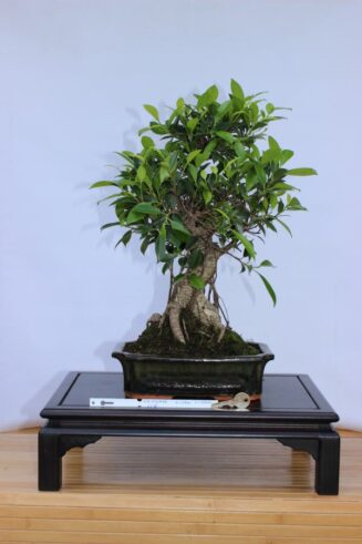 Ficus Retusa