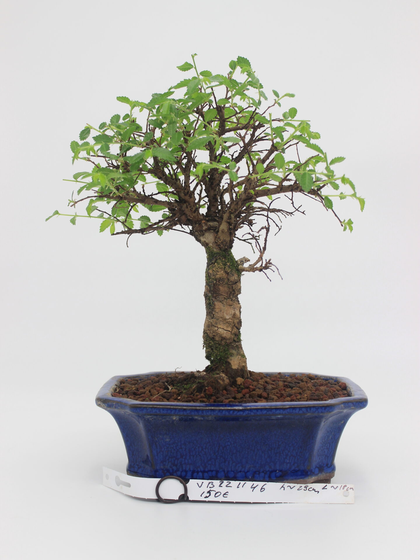 Ulmus bonsai