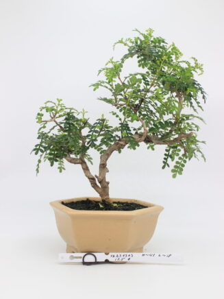 Bonsai Zanthoxylum