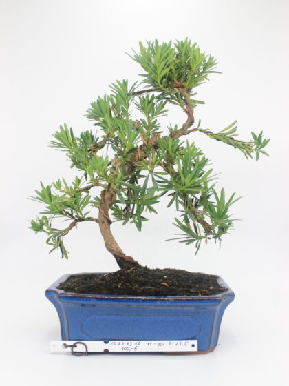 Podocarpus bonsai