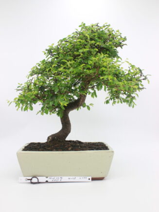 Zelkova bonsai