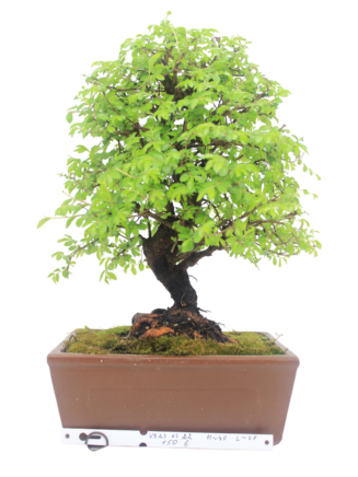 Bonsai Ulmus