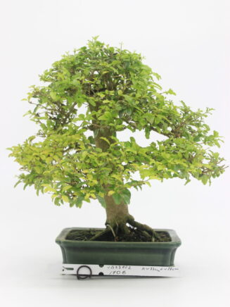 Ligustrum bonsai